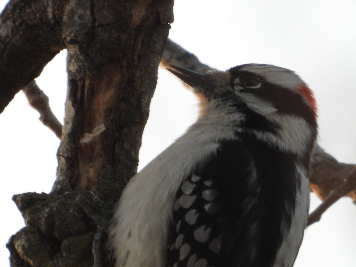 Downy Woodpecker - ML612472747