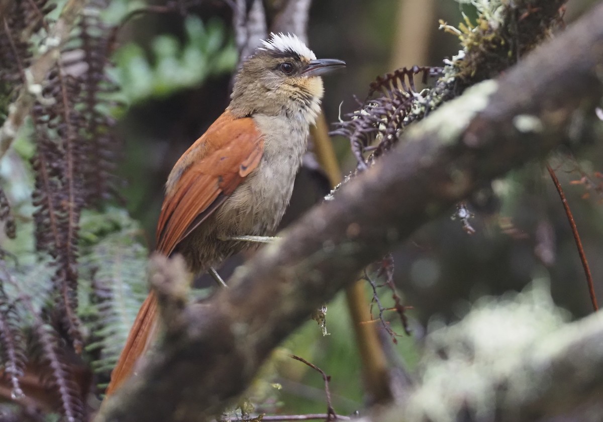 Marcapata Spinetail - Stephan Lorenz