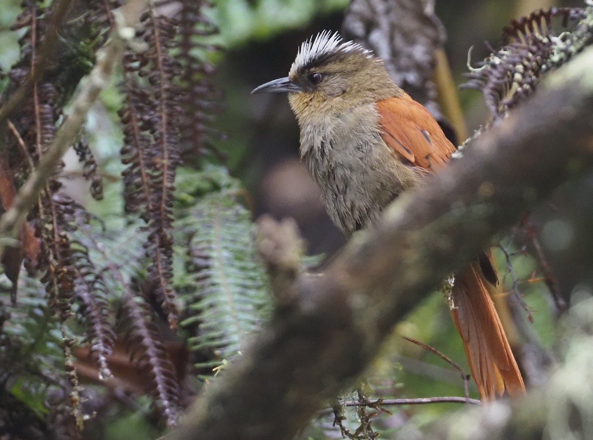 Marcapata Spinetail - Stephan Lorenz