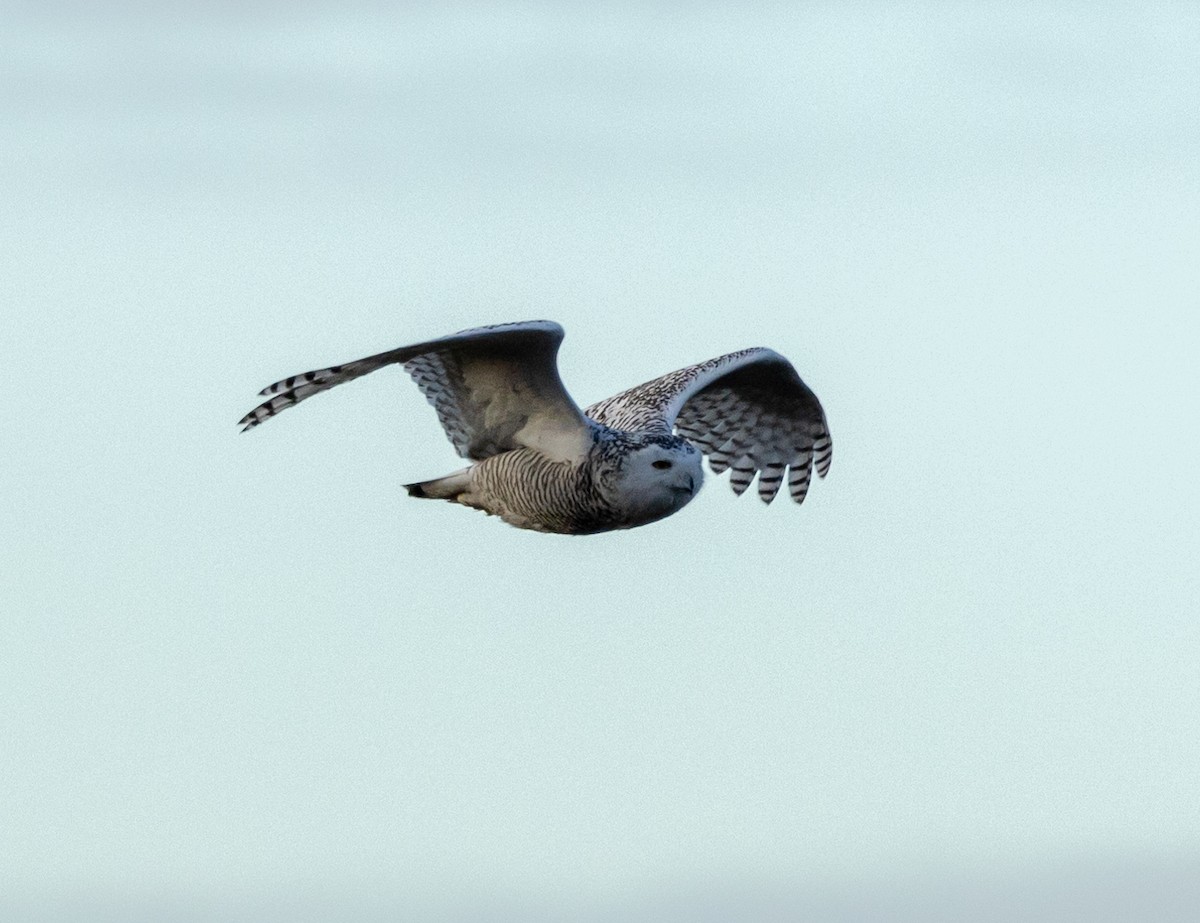 Snowy Owl - ML612472808