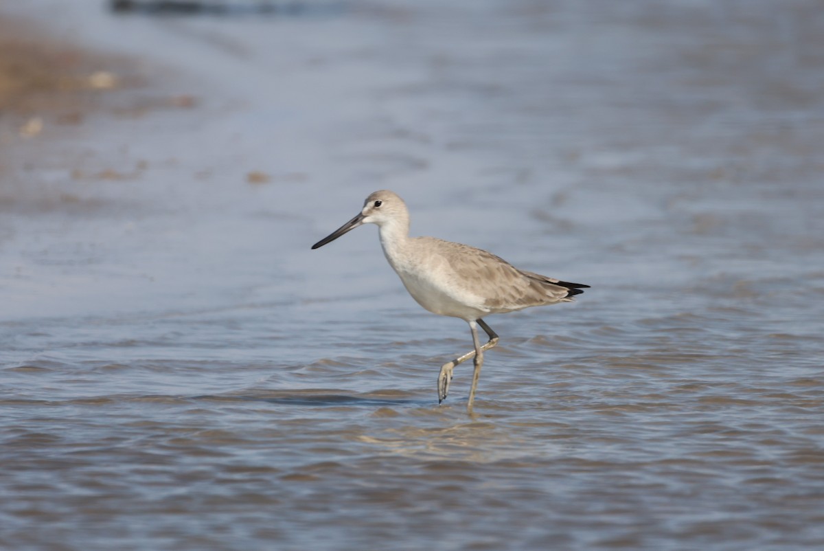 Willet - ML612472835