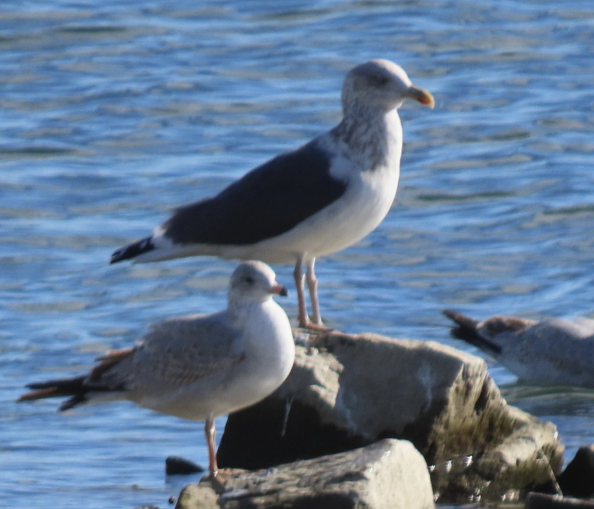 Lesser Black-backed Gull - ML612472881