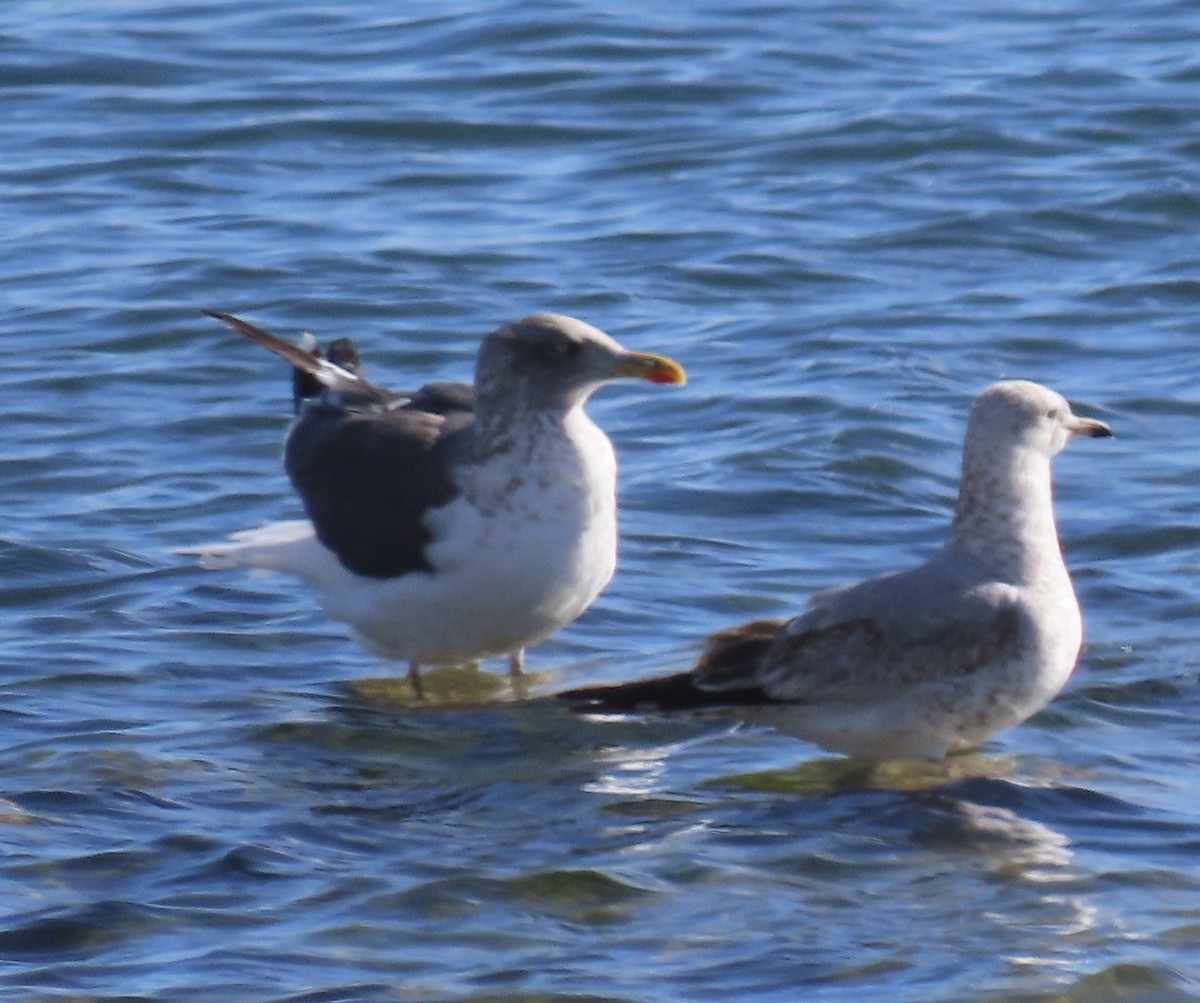 Lesser Black-backed Gull - ML612472897