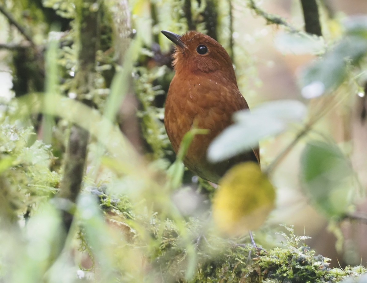 Oxapampa Antpitta - ML612472974