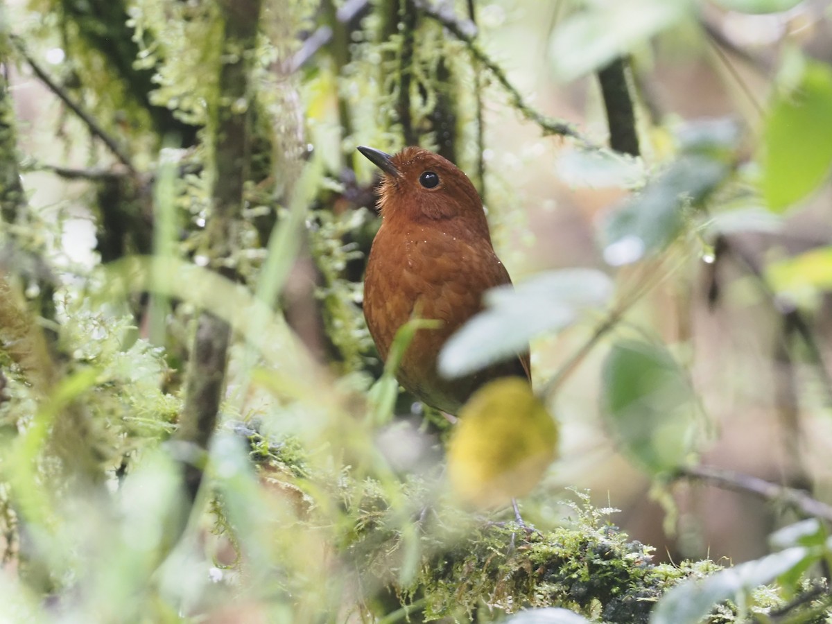 Oxapampa Antpitta - ML612472979