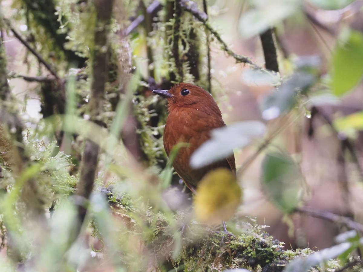 Oxapampa Antpitta - ML612472985