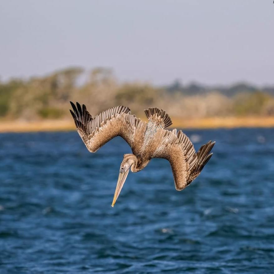 Brown Pelican - ML612473073