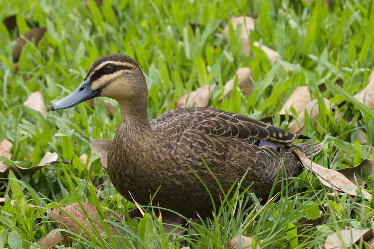 Pacific Black Duck - ML612473196