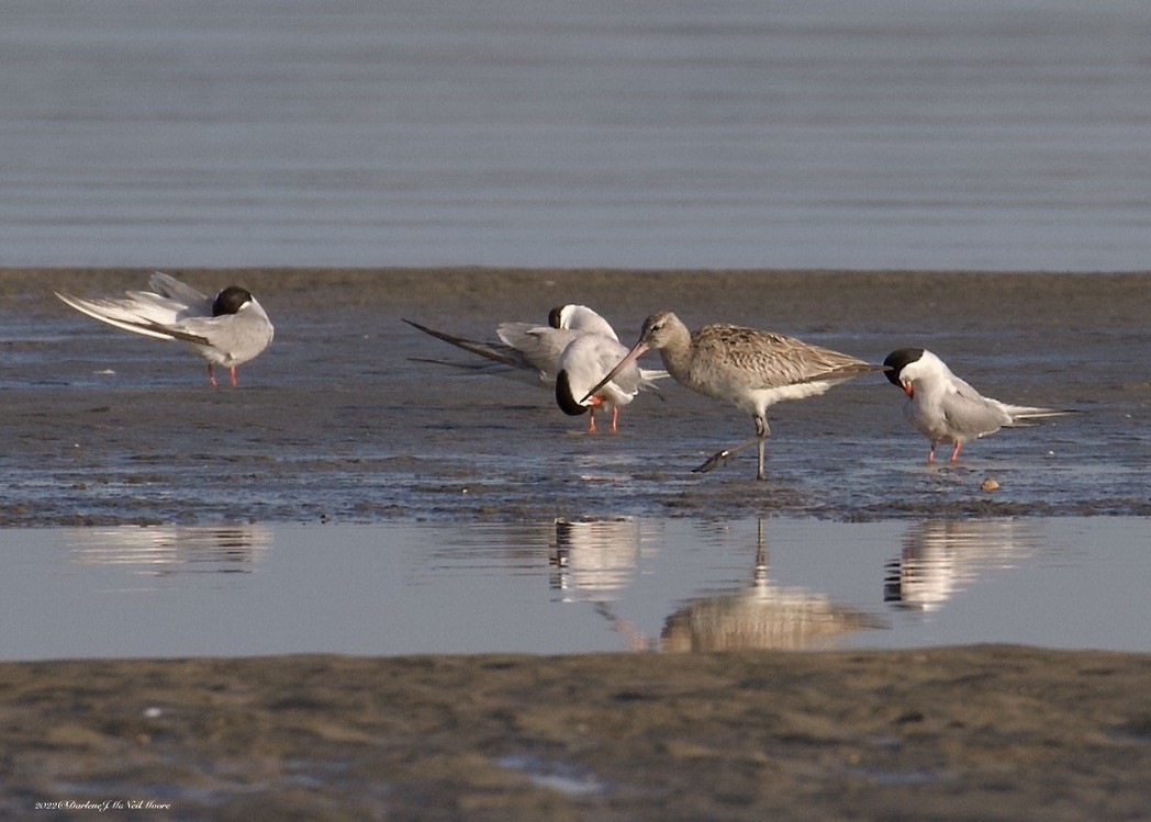 Bar-tailed Godwit - ML612473199