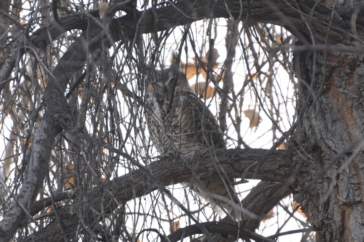 Great Horned Owl - Sean Huntley