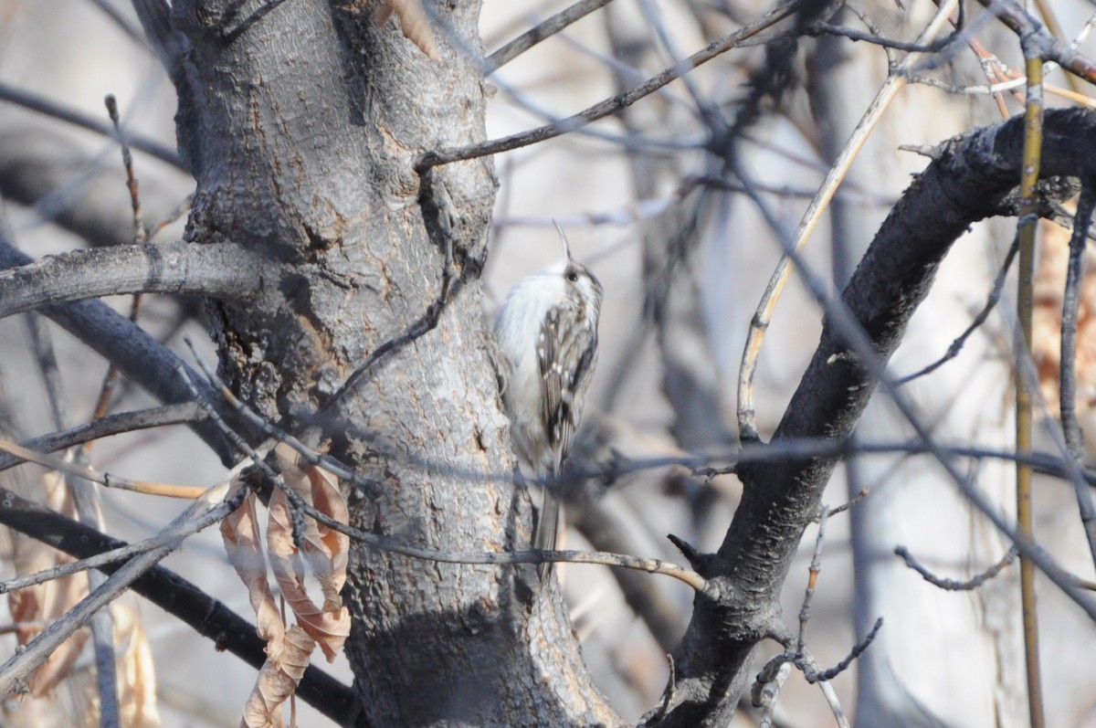 Brown Creeper - Sean Huntley