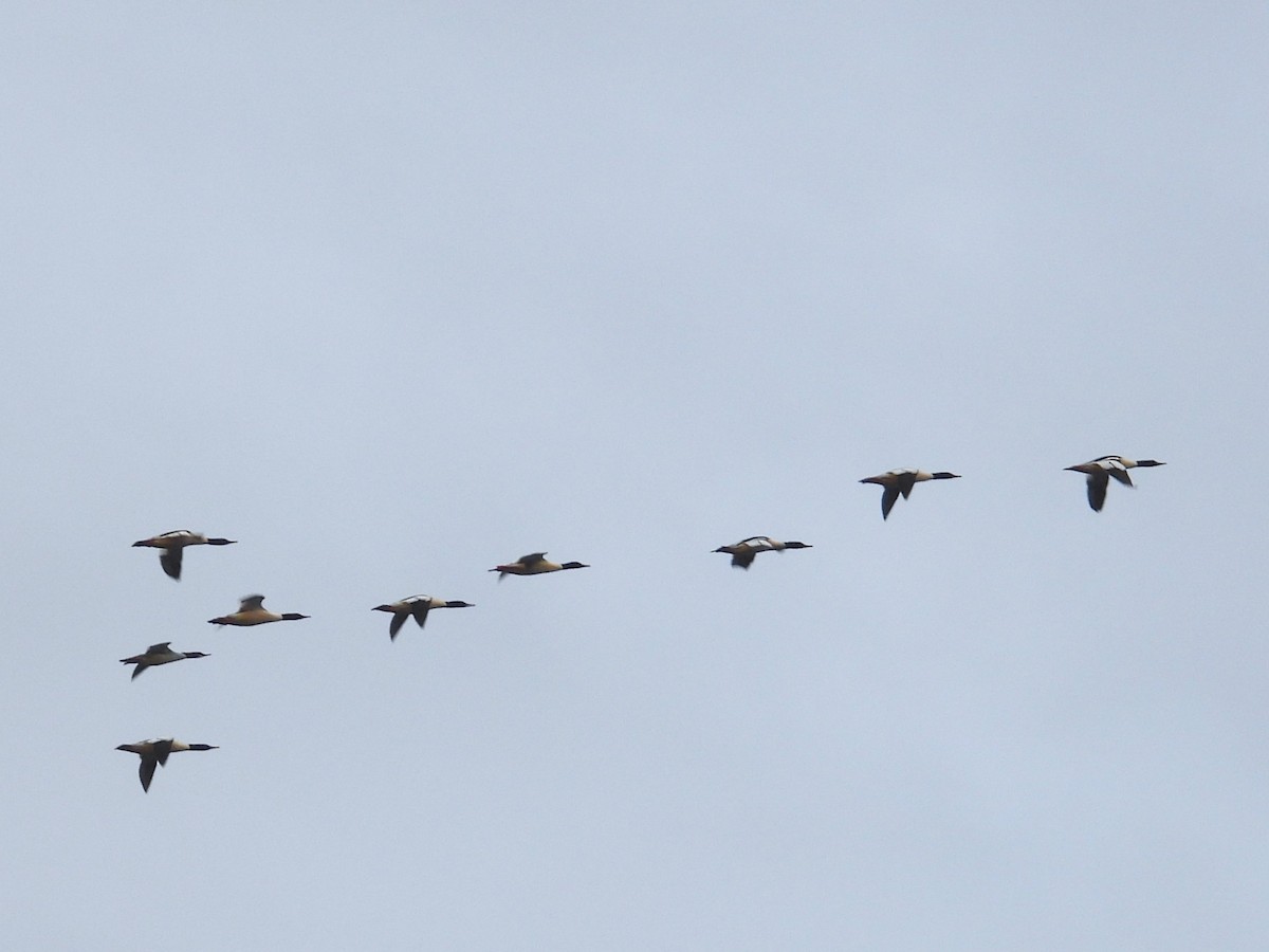 Common Merganser - ML612473241