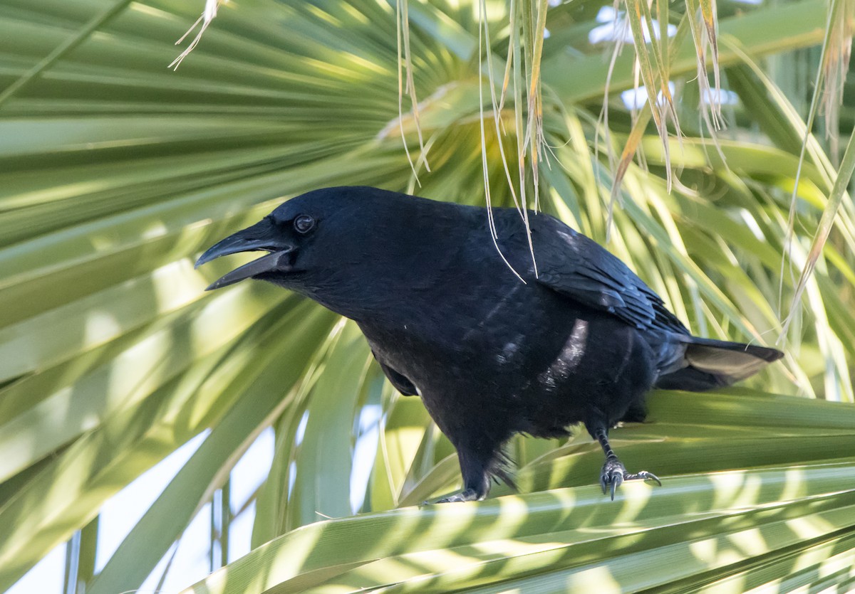 American Crow - Daniel Ward