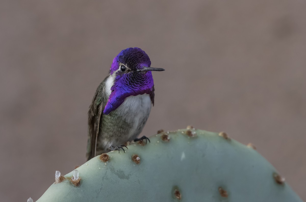 Costa's Hummingbird - ML612473320