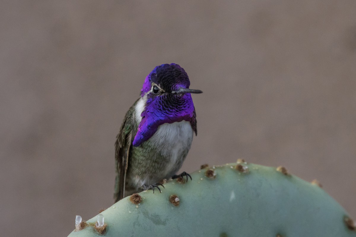 Costa's Hummingbird - Daniel Ward
