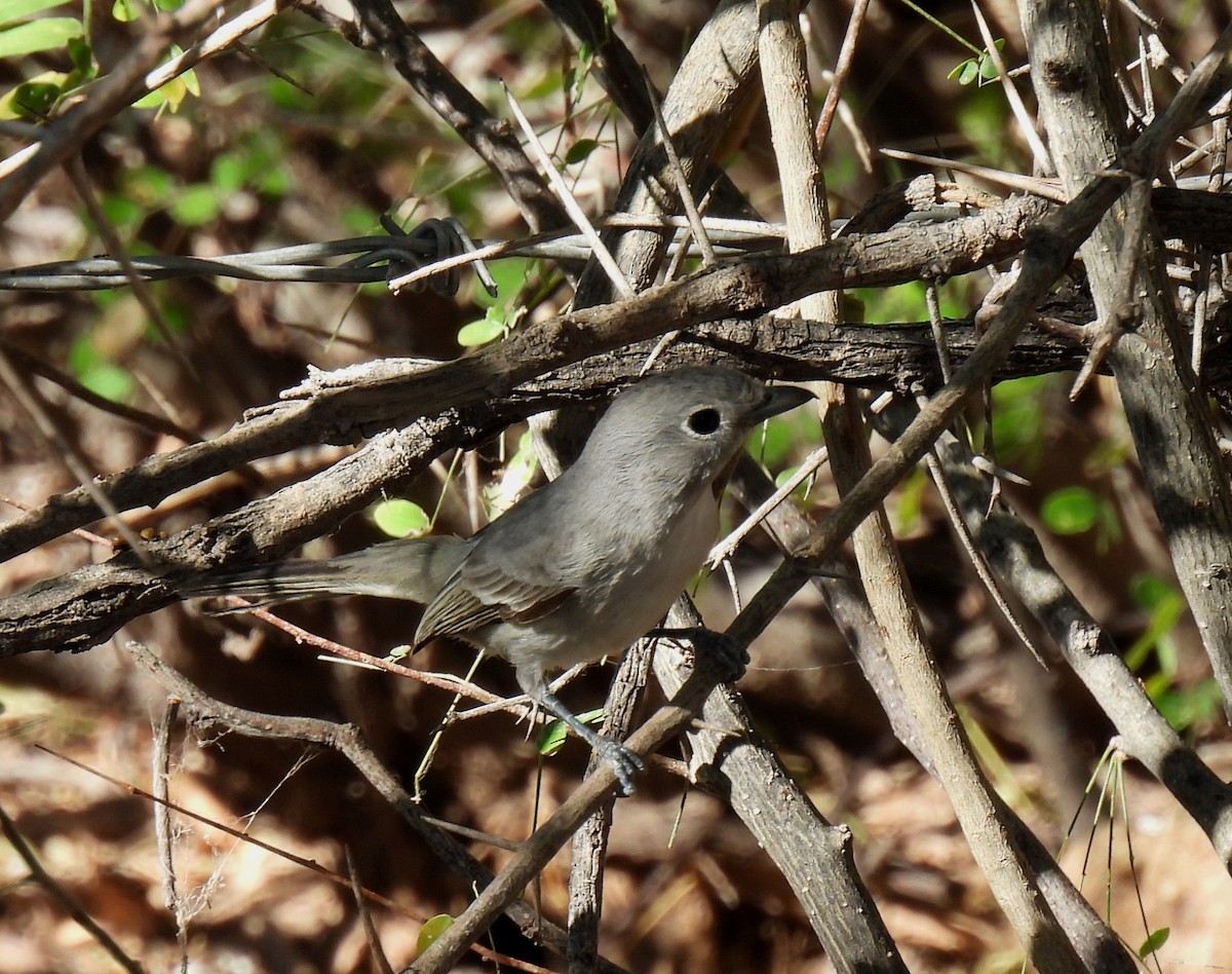 Gray Vireo - ML612473323