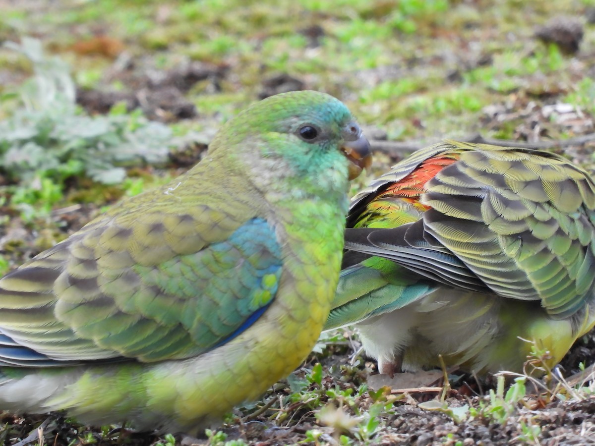 Red-rumped Parrot - ML612473377
