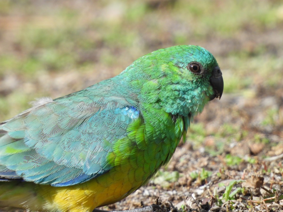 Red-rumped Parrot - ML612473378