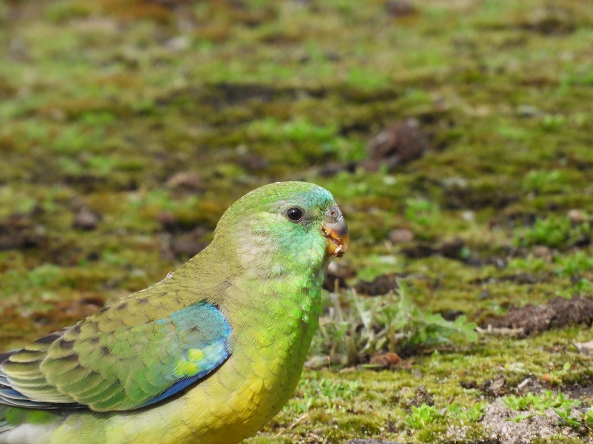 Red-rumped Parrot - ML612473379