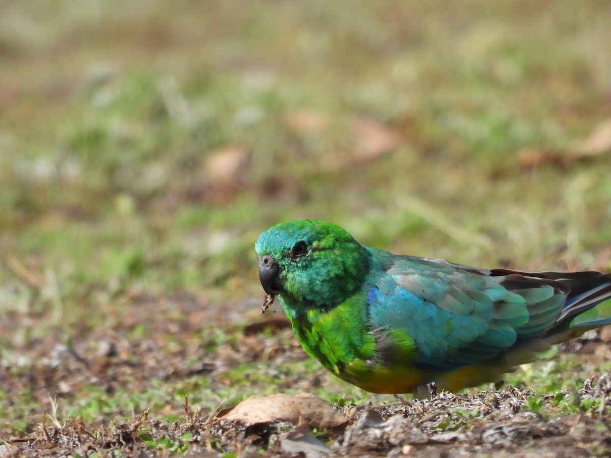 Red-rumped Parrot - ML612473381