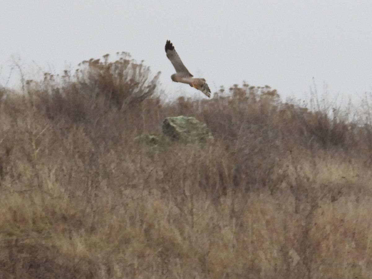 Northern Harrier - ML612473401