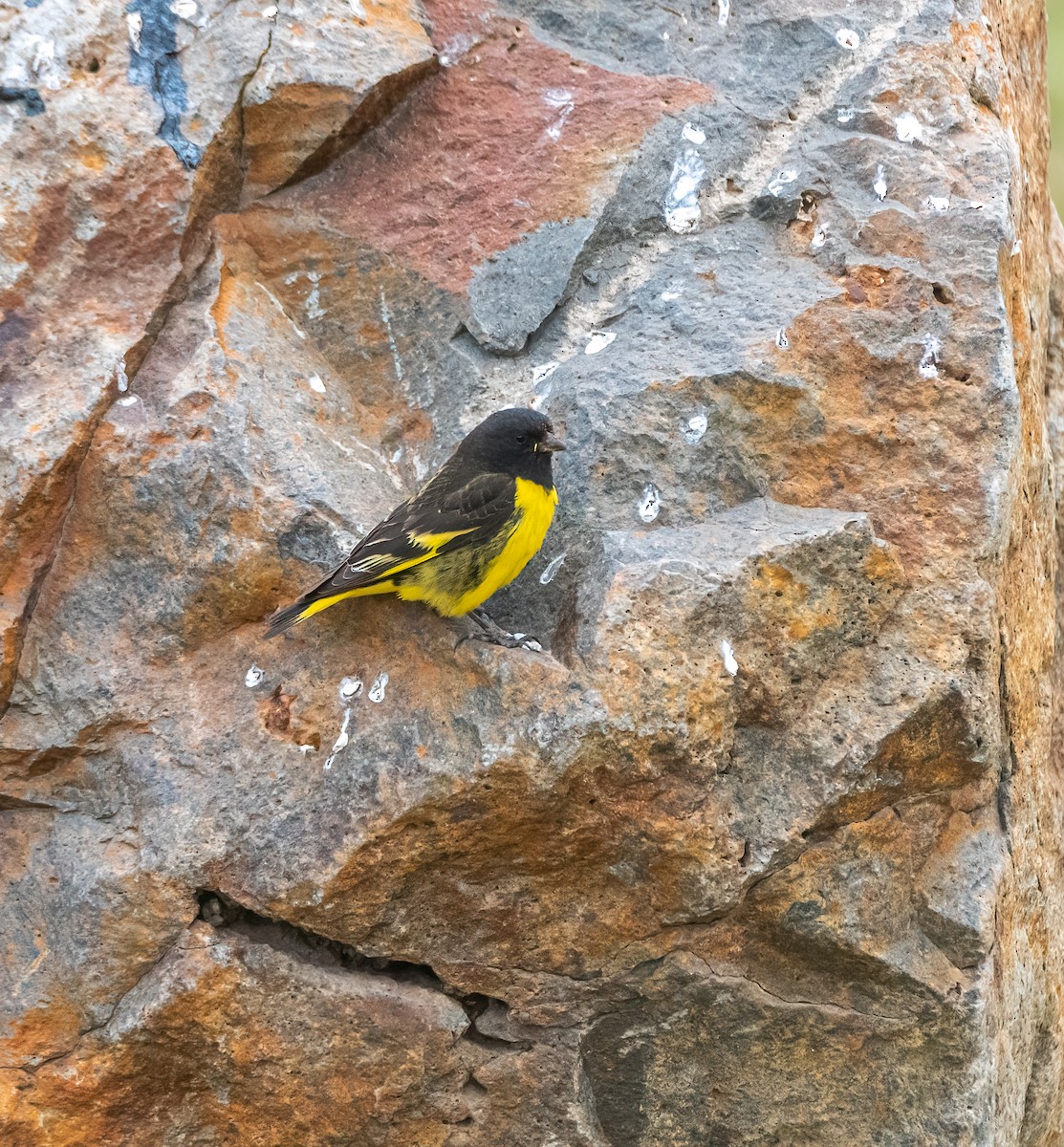 Yellow-rumped Siskin - Esteban Villanueva (Aves Libres Chile)