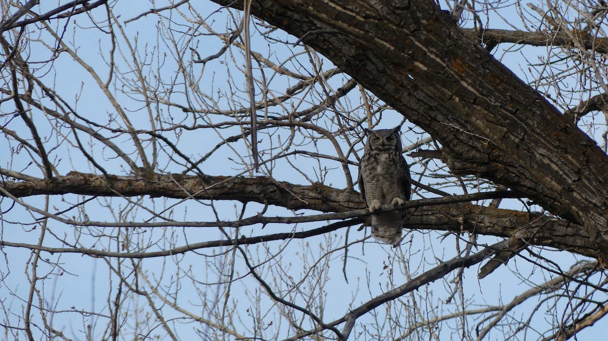 Great Horned Owl - Ted Nanninga