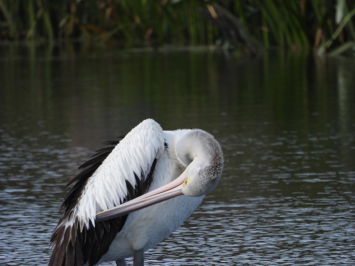 Australian Pelican - Amara Bharathy