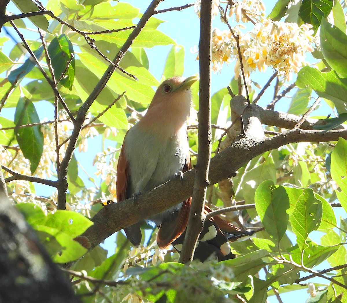 Squirrel Cuckoo - ML612473472