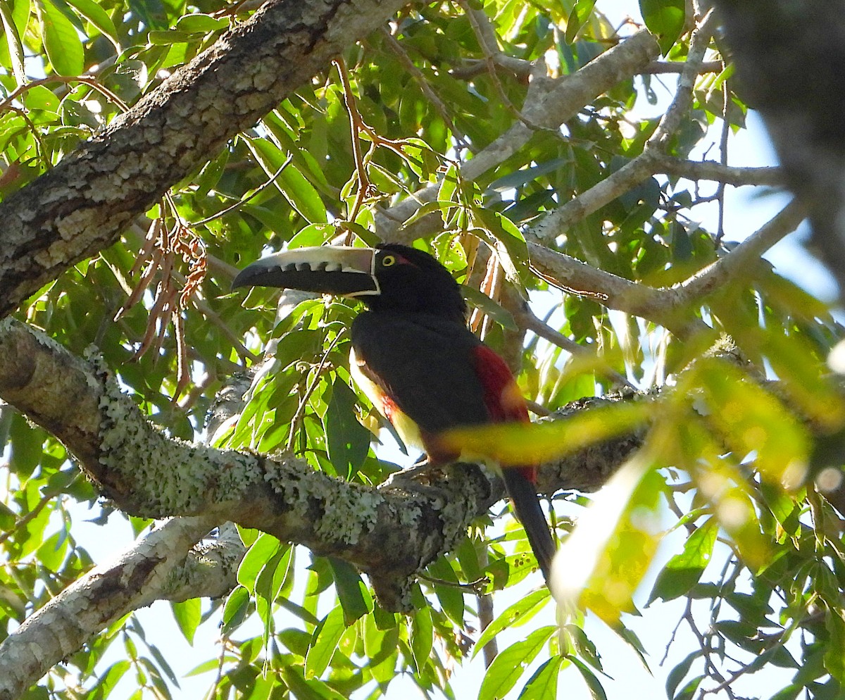 Collared Aracari - ML612473506