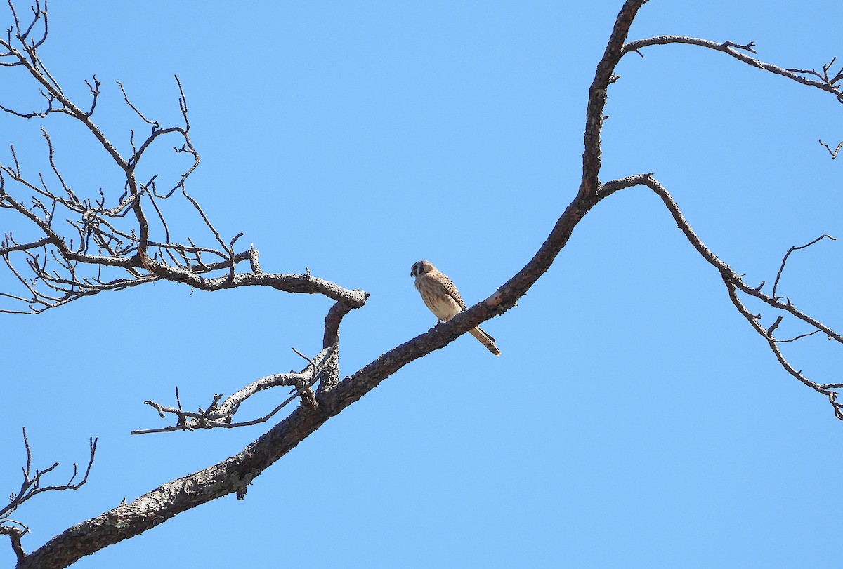 American Kestrel - ML612473532