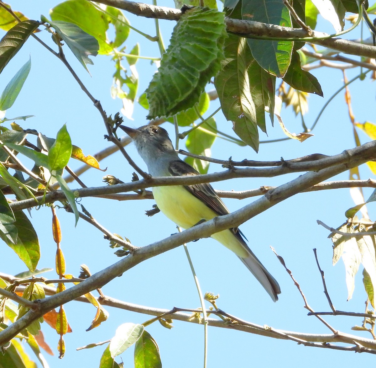 Great Crested Flycatcher - ML612473547