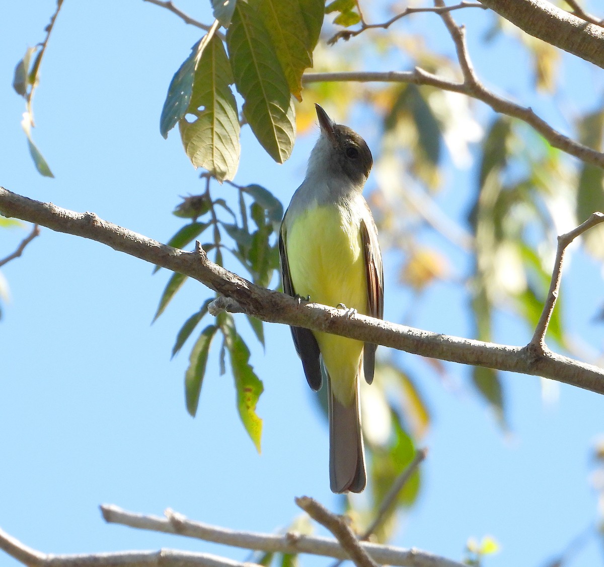 Great Crested Flycatcher - ML612473548