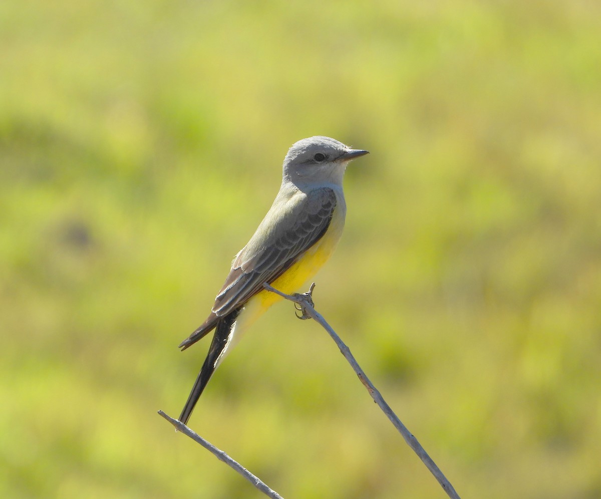 Western Kingbird - ML612473555