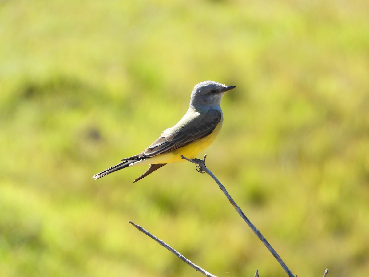 Western Kingbird - ML612473556