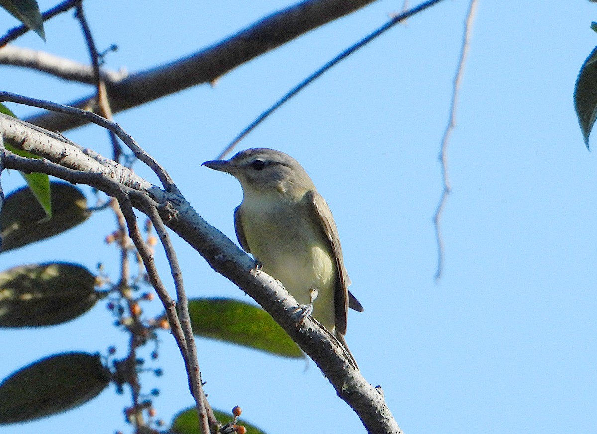 Warbling Vireo - ML612473564