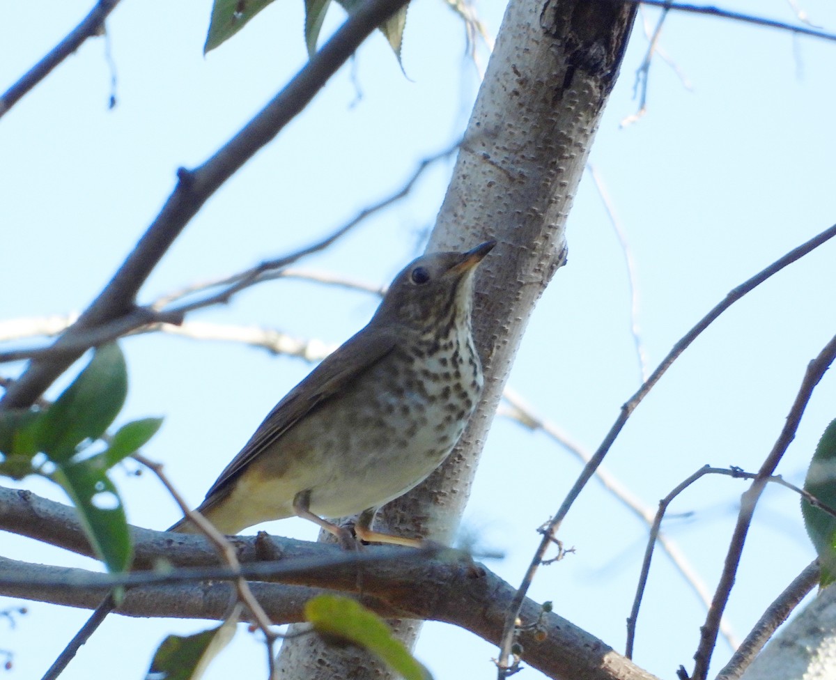 Hermit Thrush - ML612473581