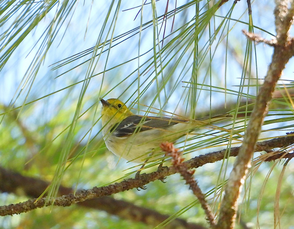 Paruline à tête jaune - ML612473595