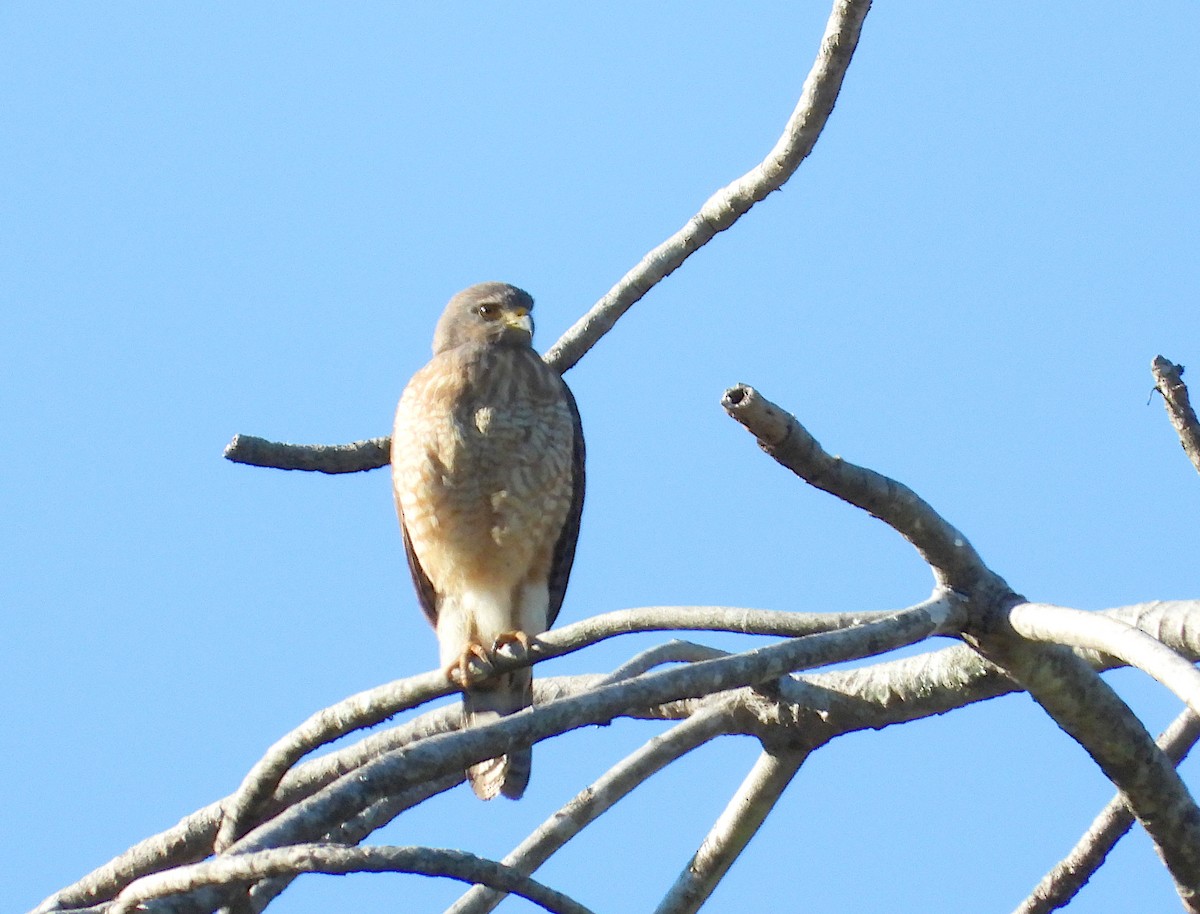 Roadside Hawk - ML612473609