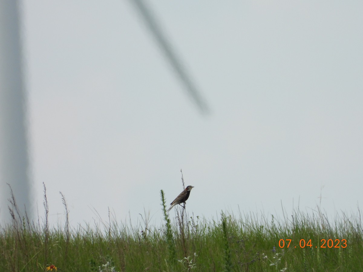 Chestnut-collared Longspur - ML612473618