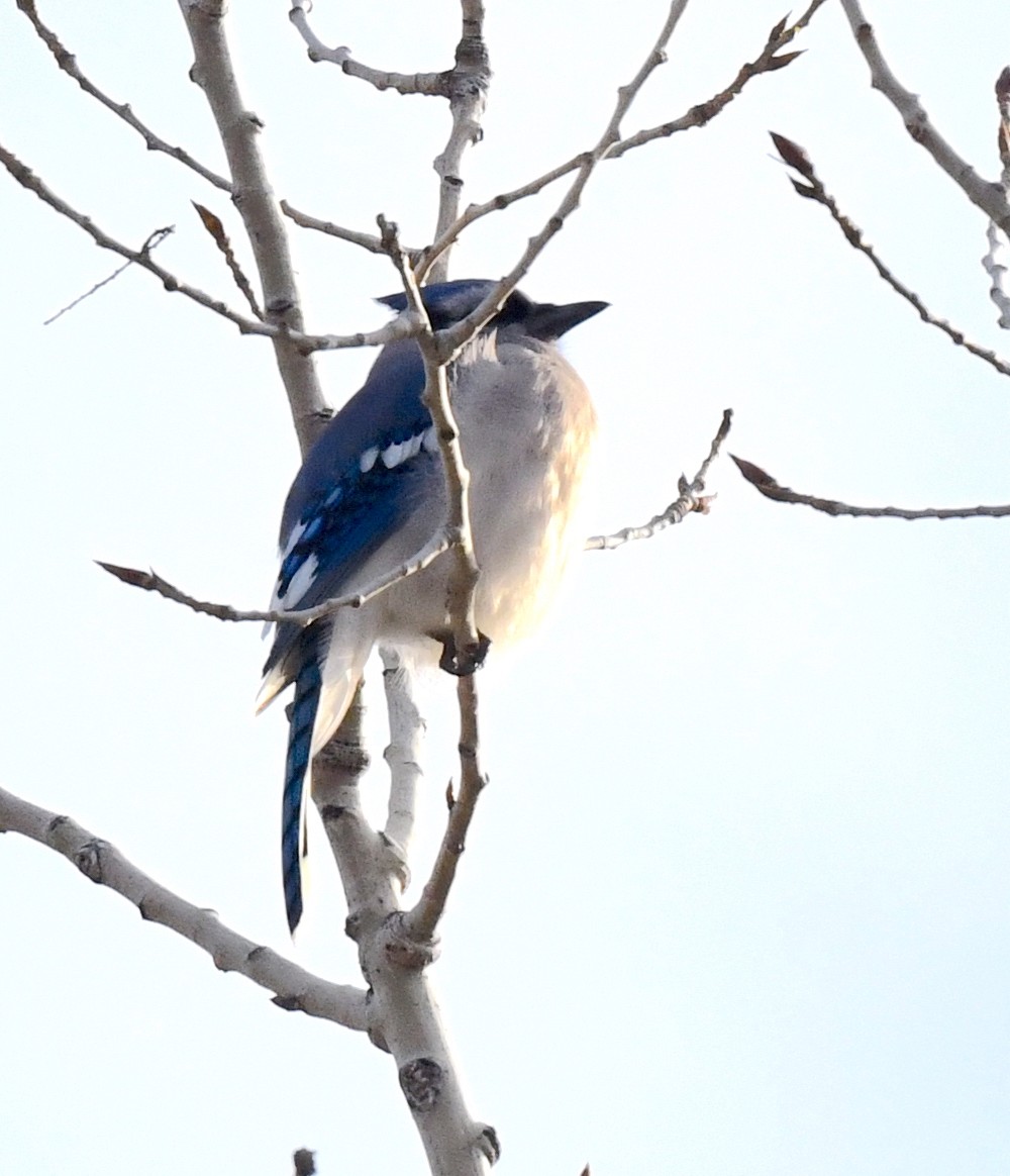 Blue Jay - ML612473702