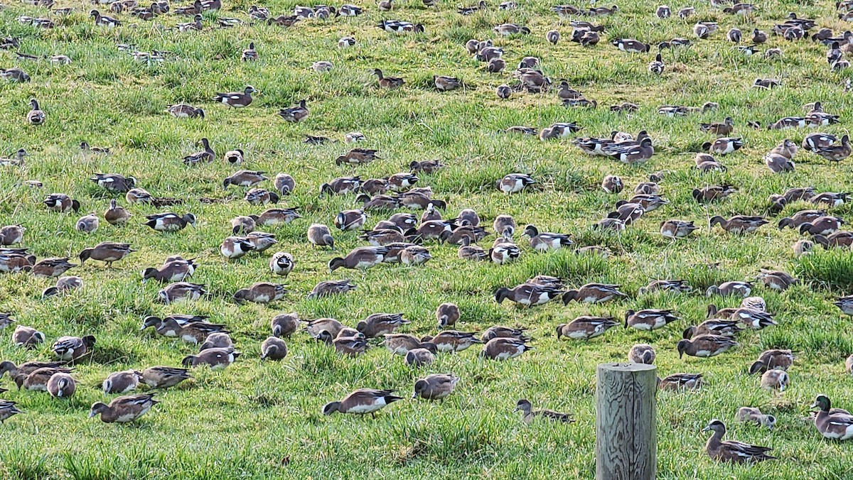 American Wigeon - Claire Miller