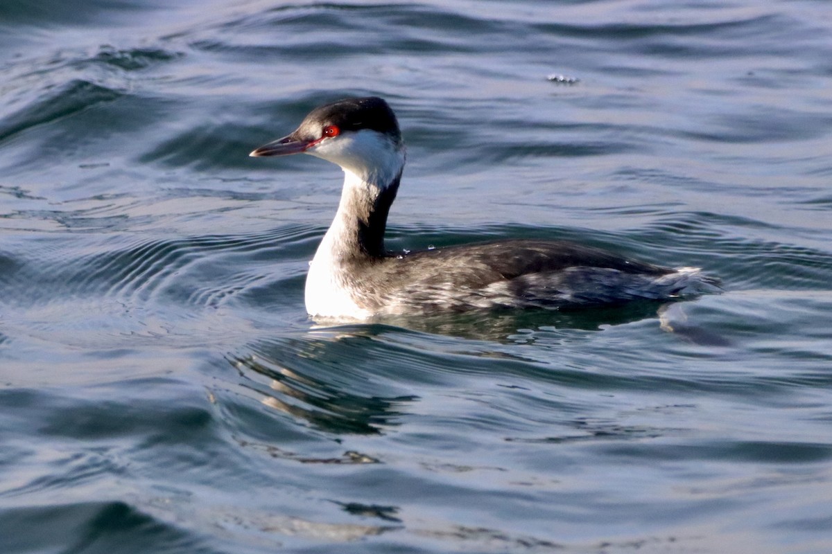 Horned Grebe - Robbin Mallett