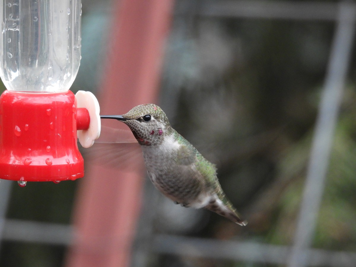 Anna's Hummingbird - ML612473830