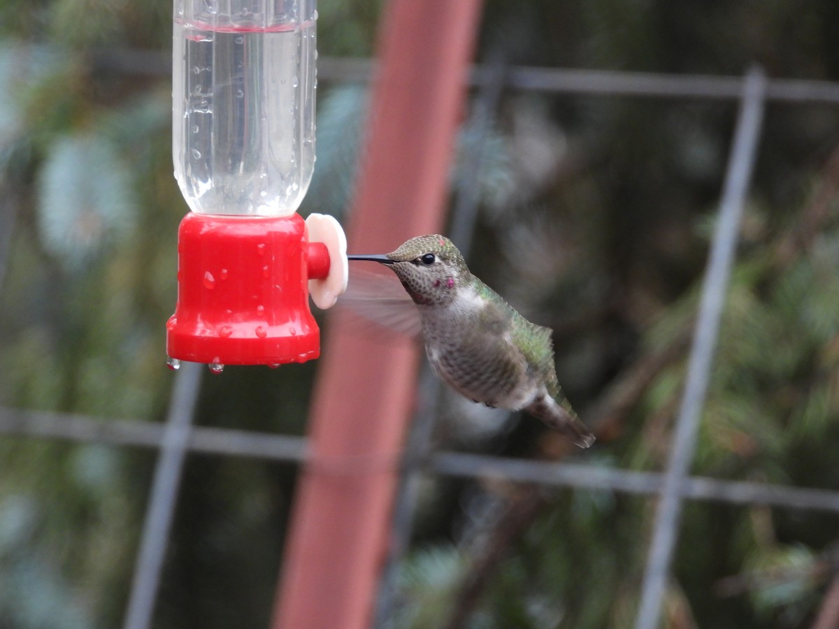 Anna's Hummingbird - ML612473834