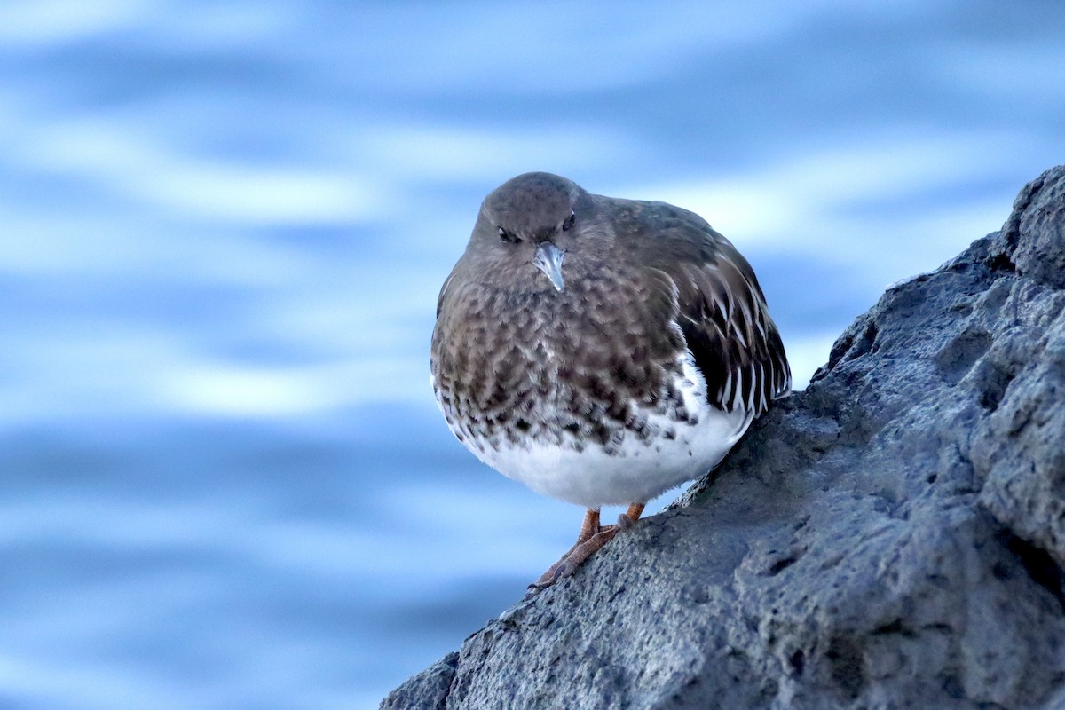 Black Turnstone - ML612473934