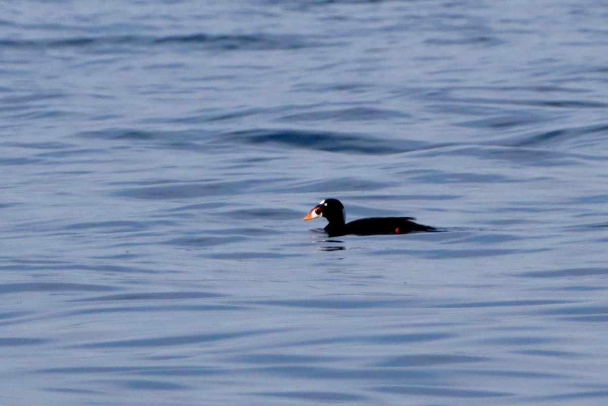 Surf Scoter - ML612473936