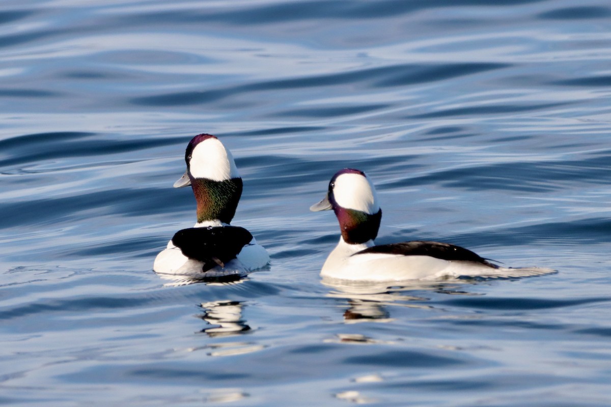 Bufflehead - ML612473949