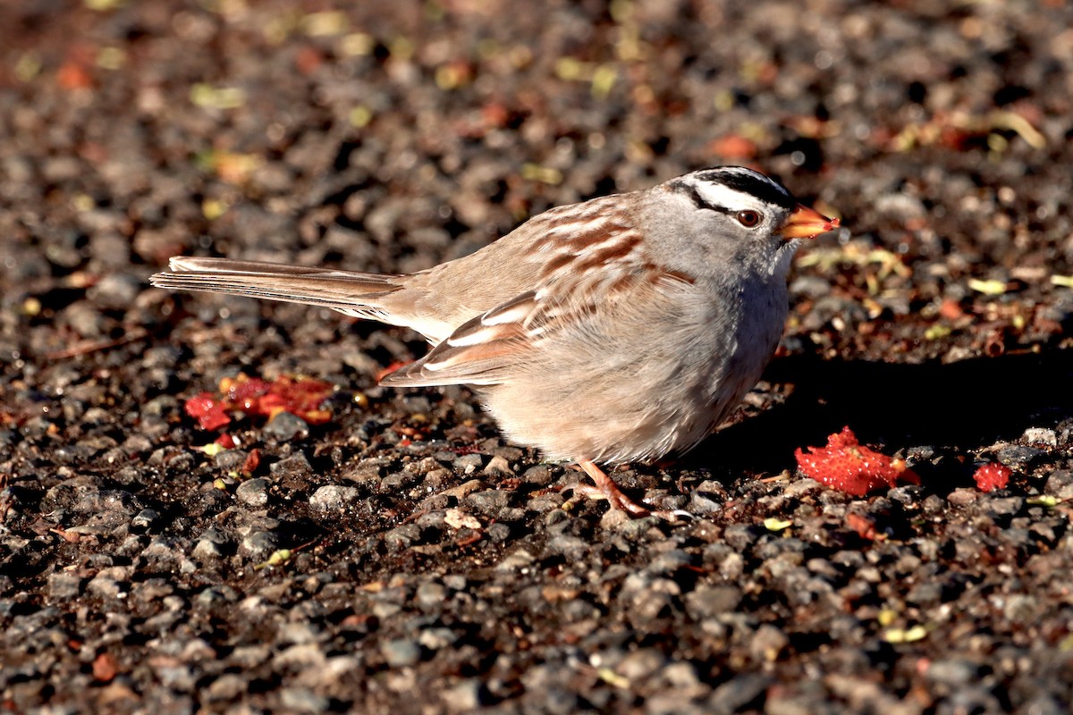 White-crowned Sparrow - ML612473969