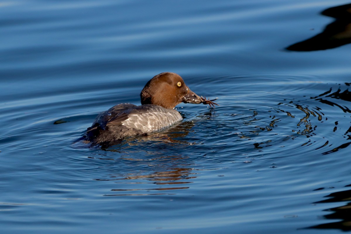 Common Goldeneye - ML612473991